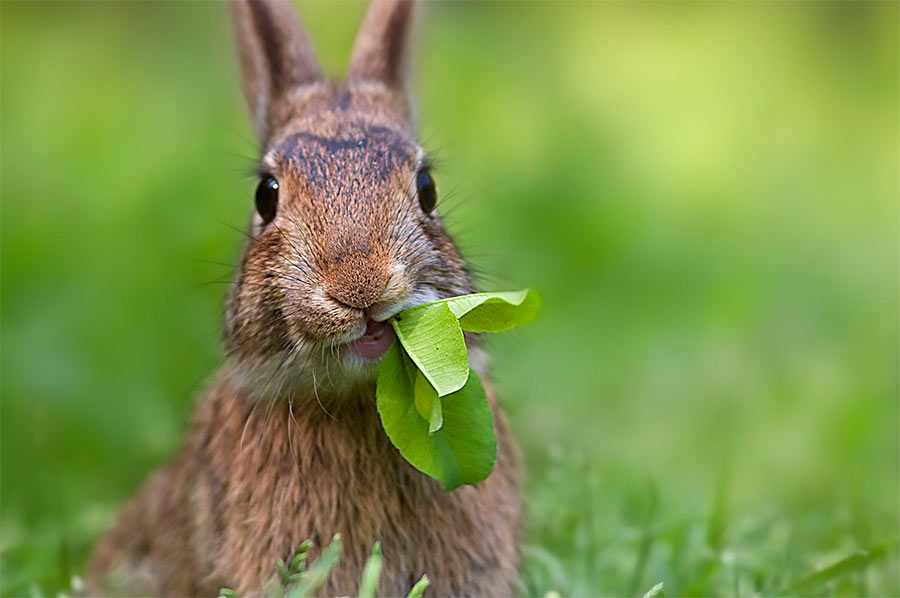 ¿Qué animales pueden comer Conejina?