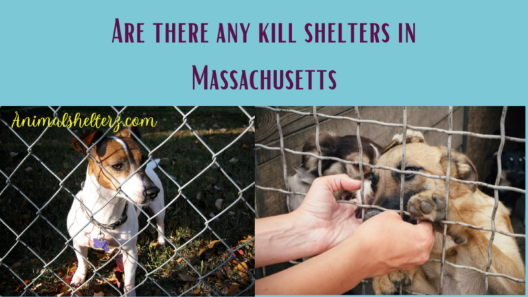 Are there any kill shelters in Massachusetts?