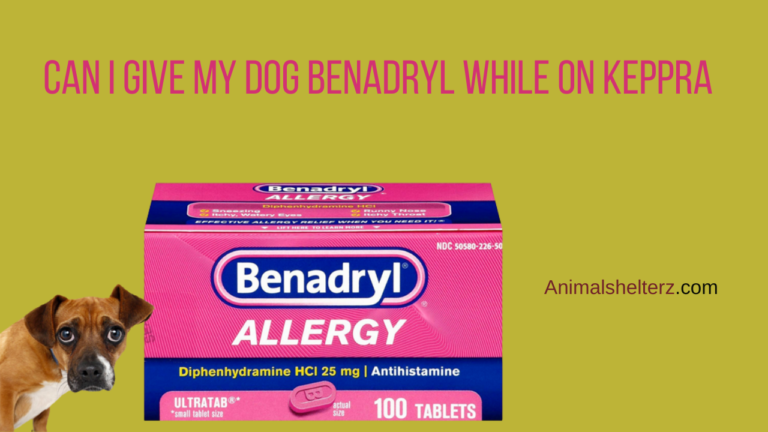 Can I give my dog Benadryl while on Keppra?