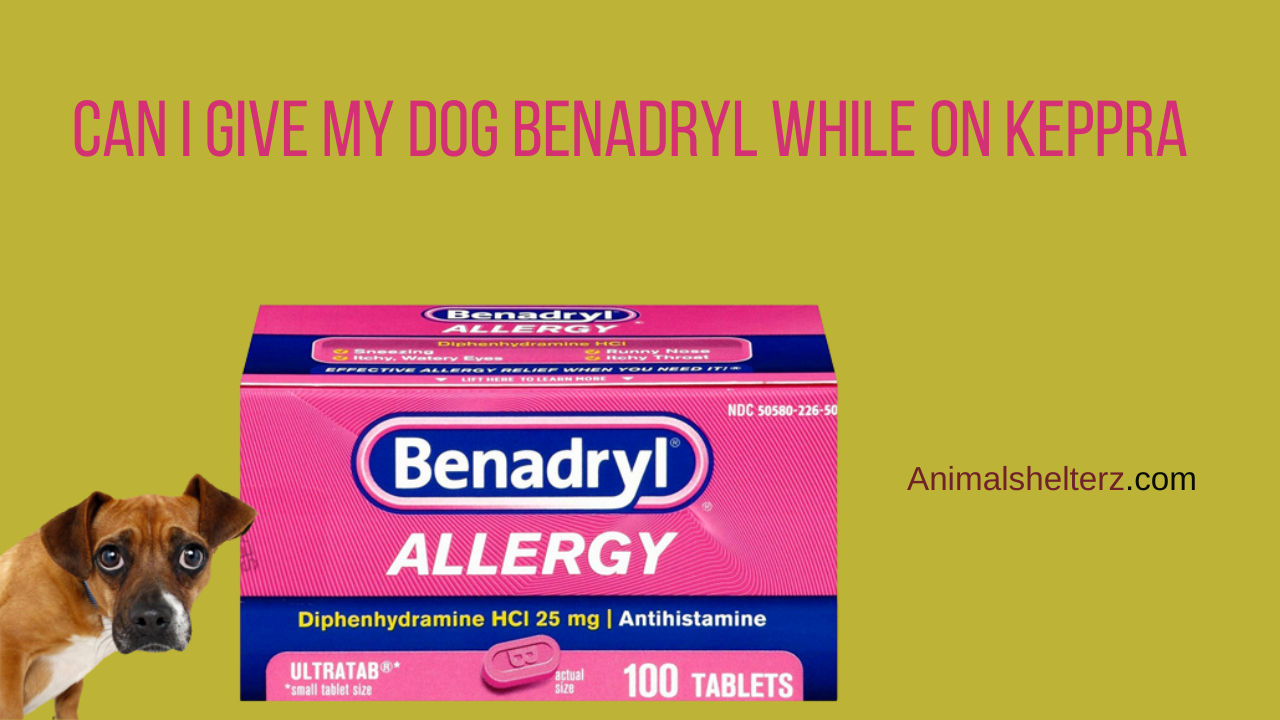 Can I give my dog Benadryl while on Keppra