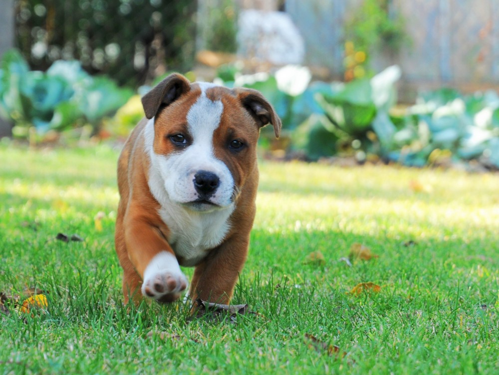 Can I leave my dog in the garden all day?