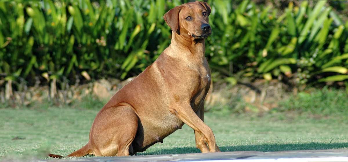 Can a dog get pregnant at 9 years old?