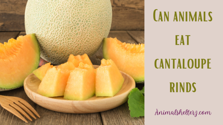 Can animals eat cantaloupe rinds?