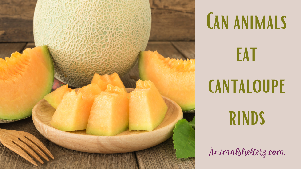 Can animals eat cantaloupe rinds