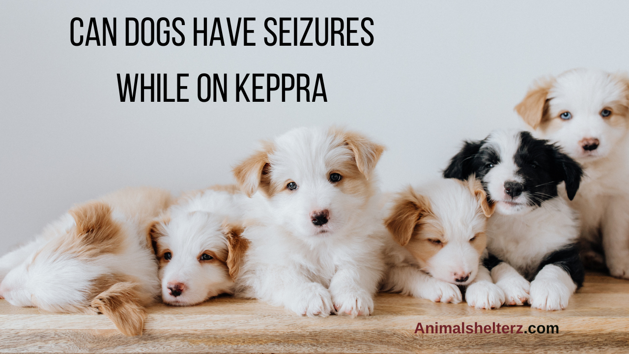 Can dogs have seizures while on Keppra