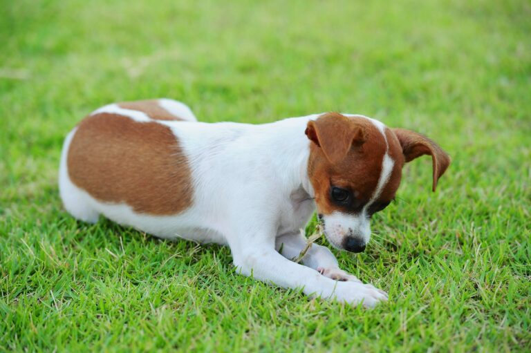 Best answer: Can eating grass harm my dog?