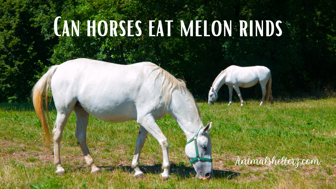 Can horses eat melon rinds