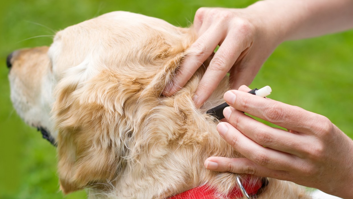 Can you untie a dog’s tubes?