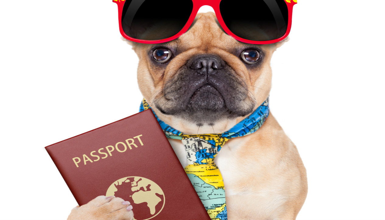 Do I need a pet passport to take my dog to France?