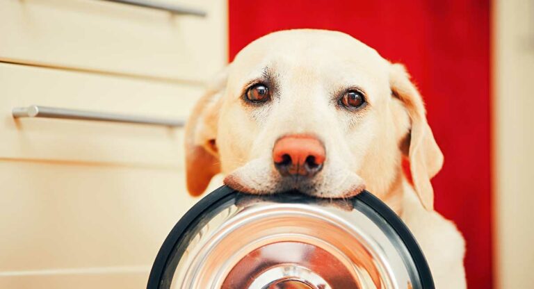 Do dogs act out when hungry?