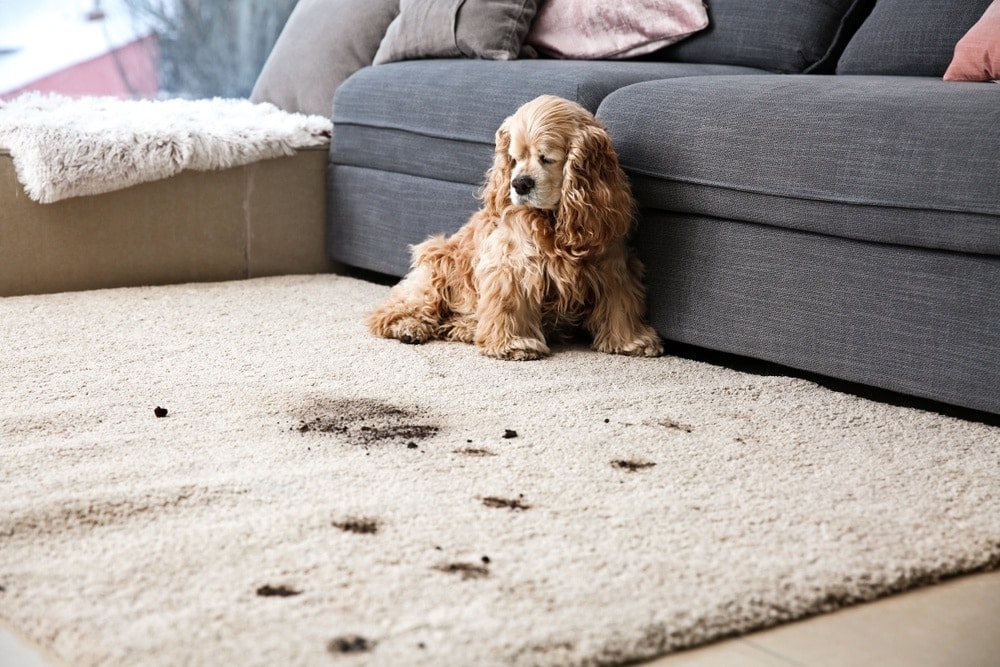 Do dogs love carpet?