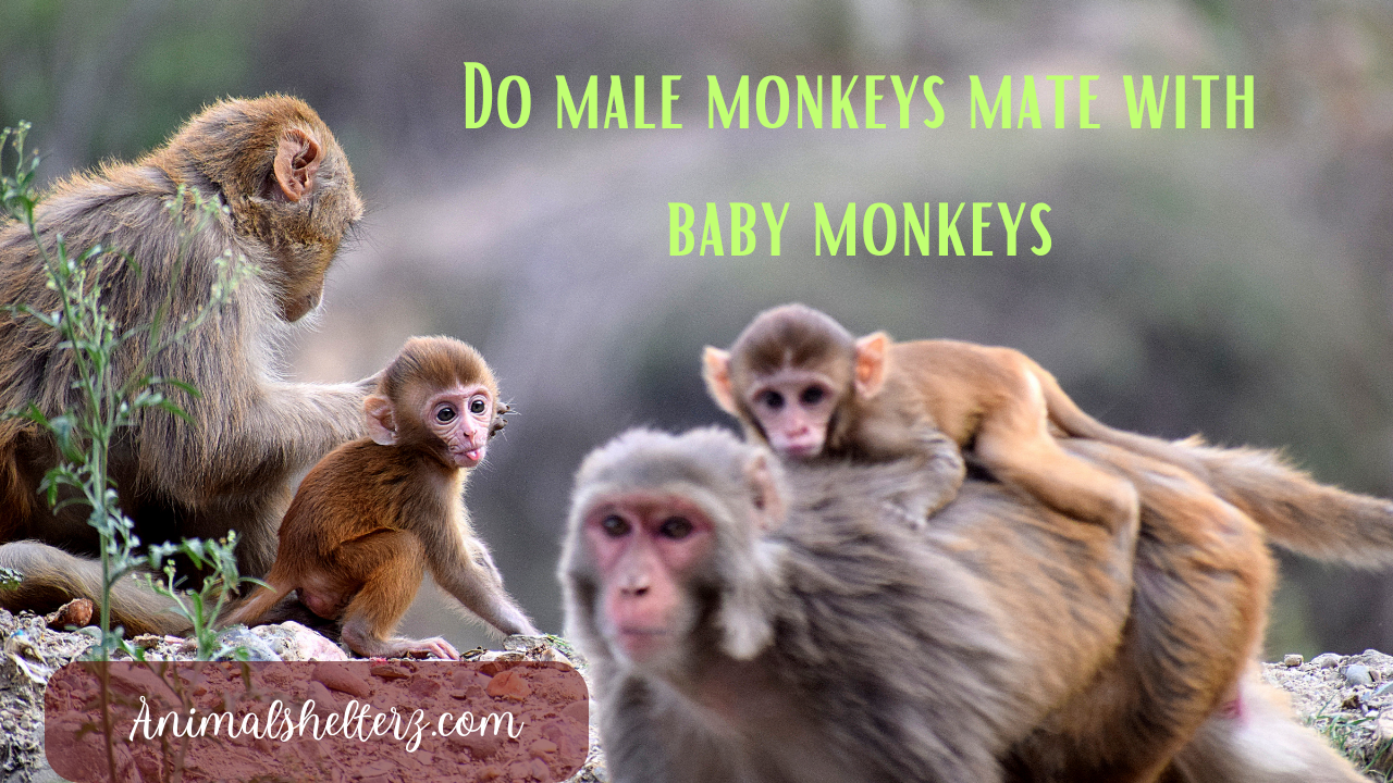 Do male monkeys mate with baby monkeys