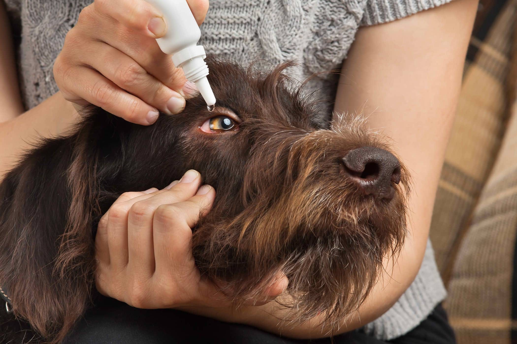 How can I treat my dogs eye infection at home?