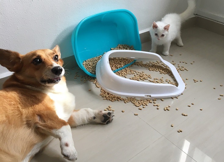 How do I keep my dog out of the cat litter box?
