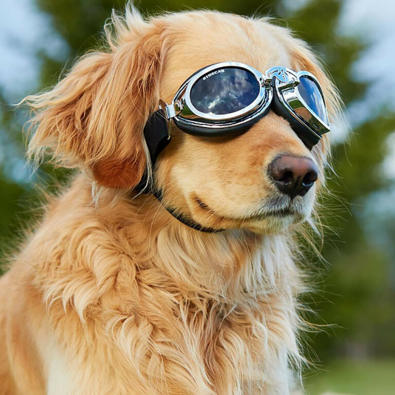 You asked: How do I measure my dog for sunglasses?