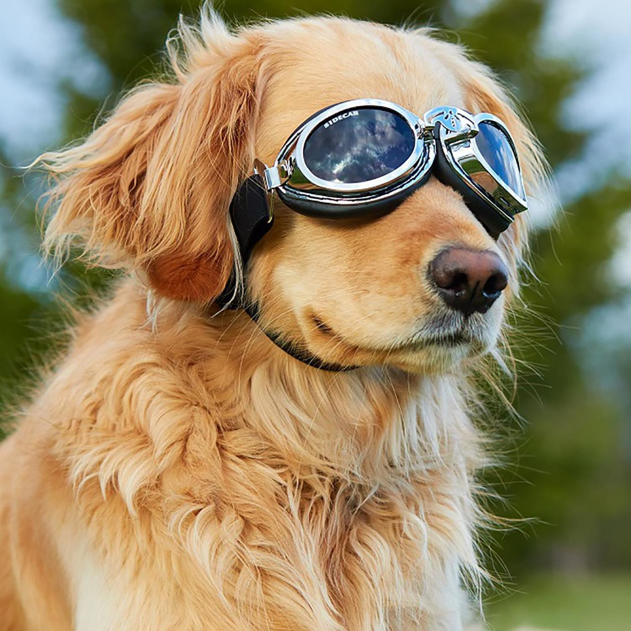 How do I measure my dog for sunglasses?