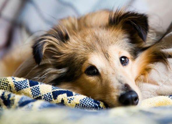 How do you know if your dog is having a seizure?