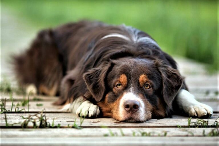 Can Dog Recover From Acute Kidney Failure