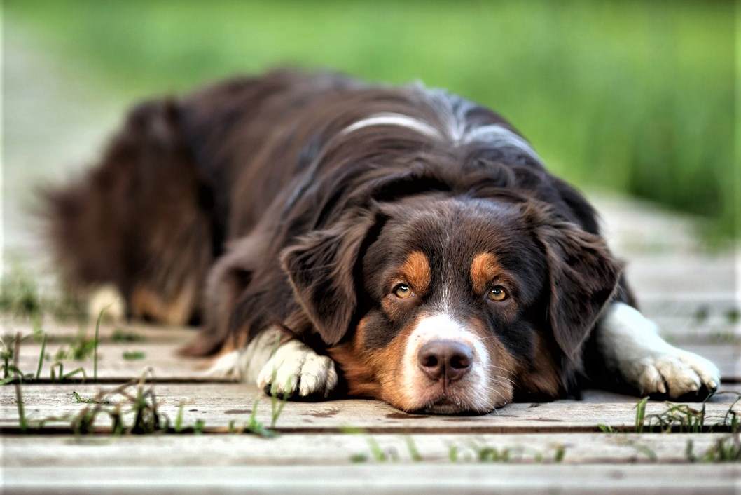 How is acute liver failure in dogs treated?