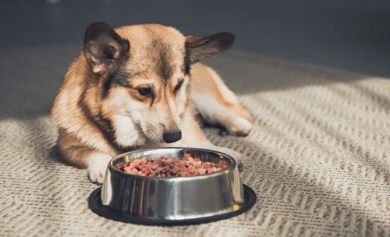 How long does a 40 pound bag of dog food last?