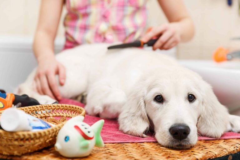 How much do dog groomers make a year?