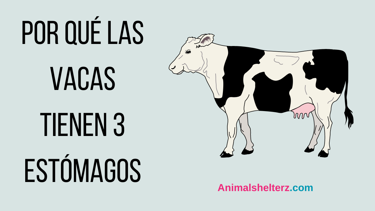 Por qué las vacas tienen 3 estómagos