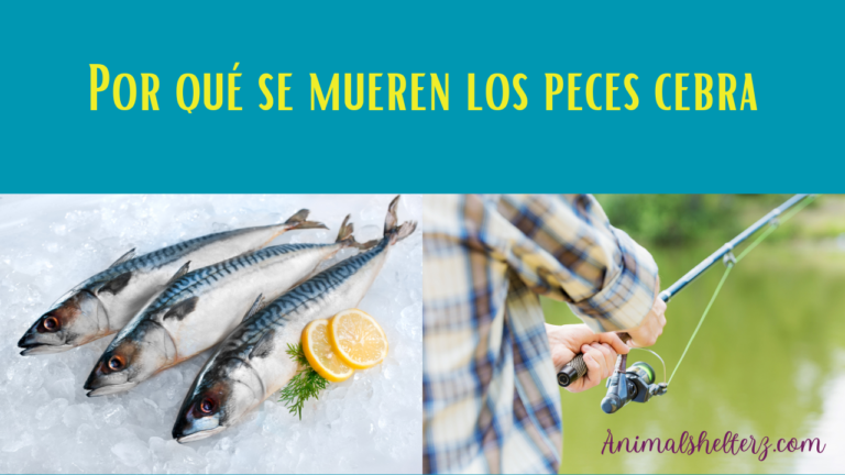 ¿Por qué se mueren los peces cebra?