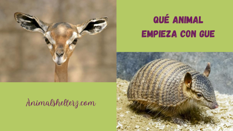 ¿Qué animal empieza con gue?