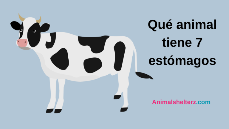 ¿Qué animal tiene 7 estómagos?