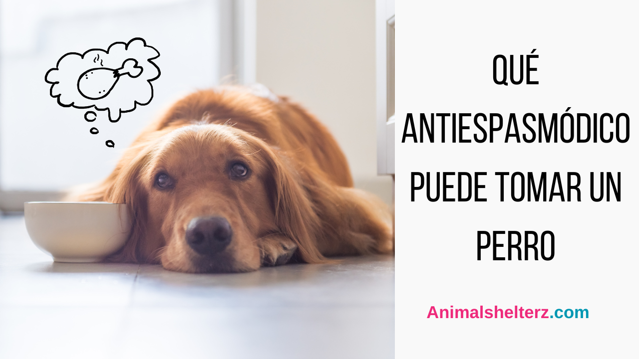 Qué antiespasmódico puede tomar un perro