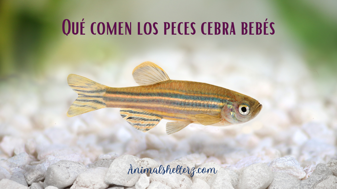 Qué comen los peces cebra bebés