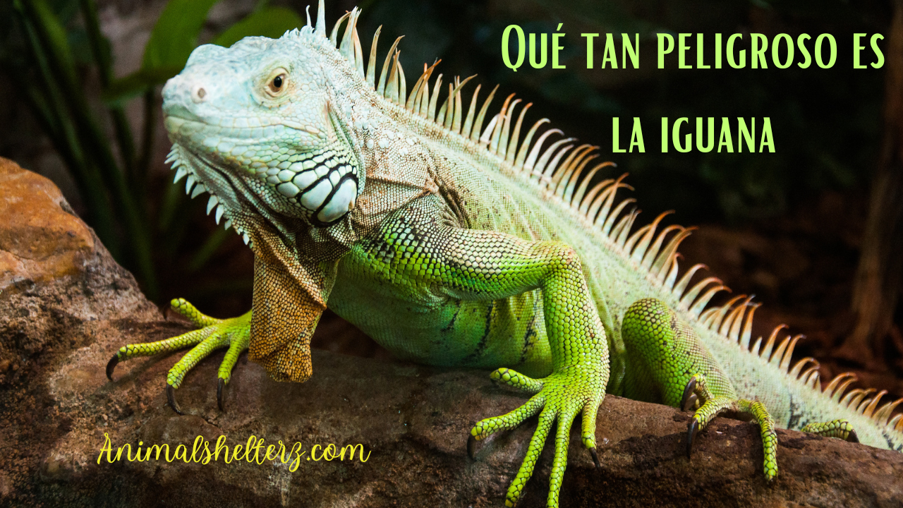 Qué tan peligroso es la iguana