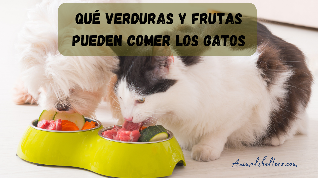 Qué verduras y frutas pueden comer los gatos