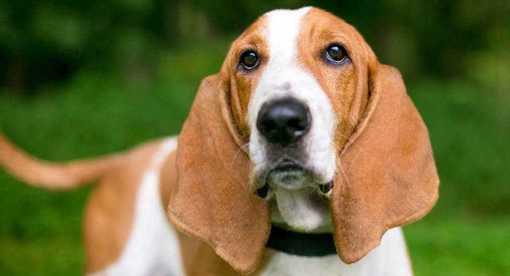 What are some good names for basset Hounds?