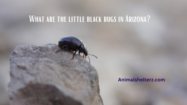 What are the little black bugs in Arizona?