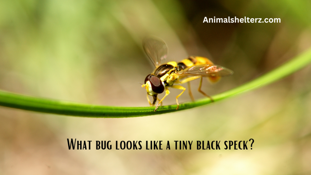 What bug looks like a tiny black speck?