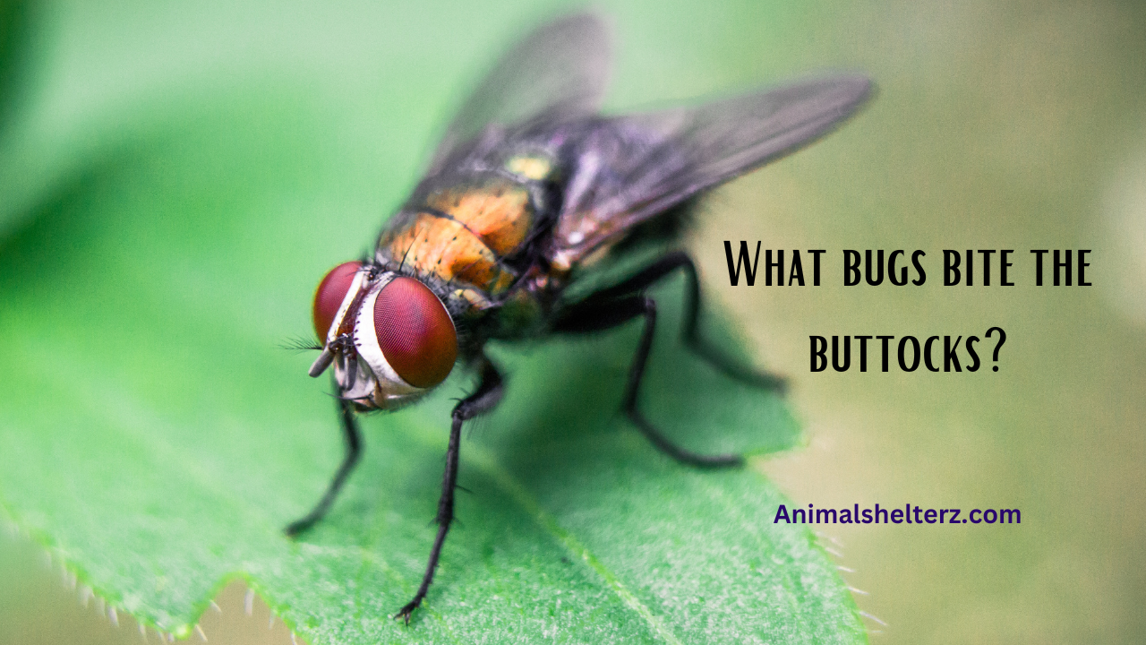 What bugs bite the buttocks?