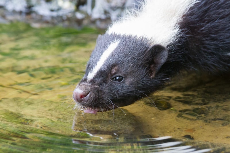 What do skunks drink?