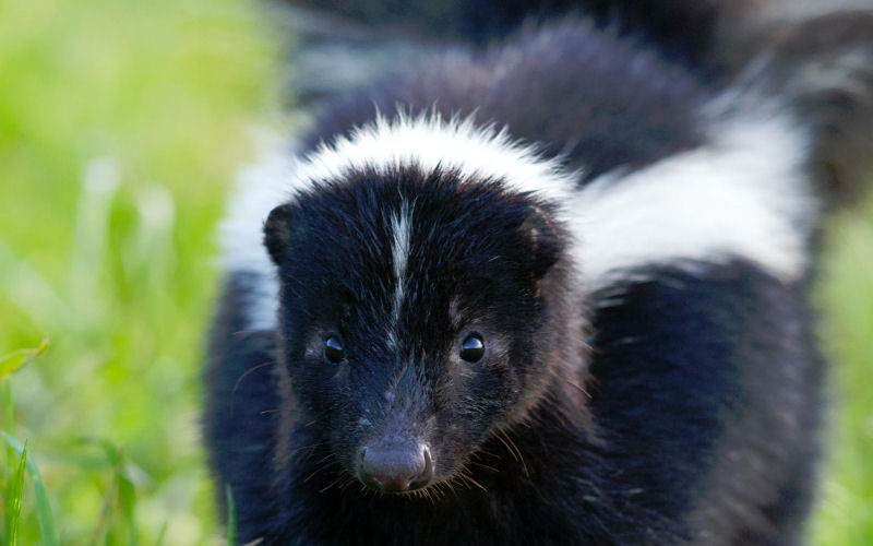 What do skunks like to eat the most?