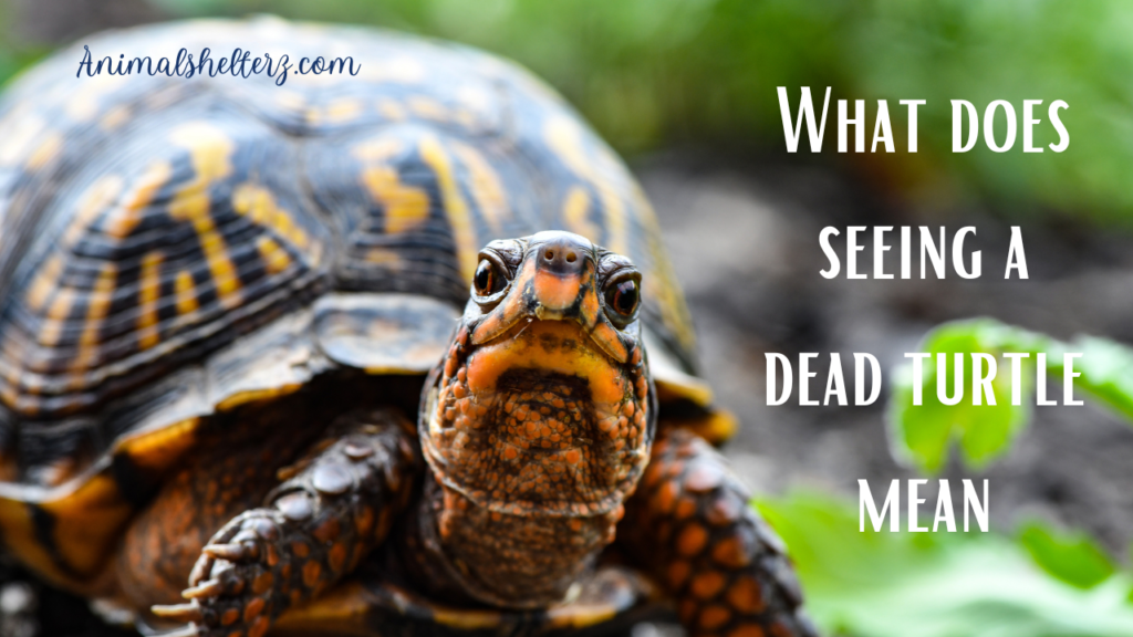 what-does-seeing-a-dead-turtle-mean-animal-shelters