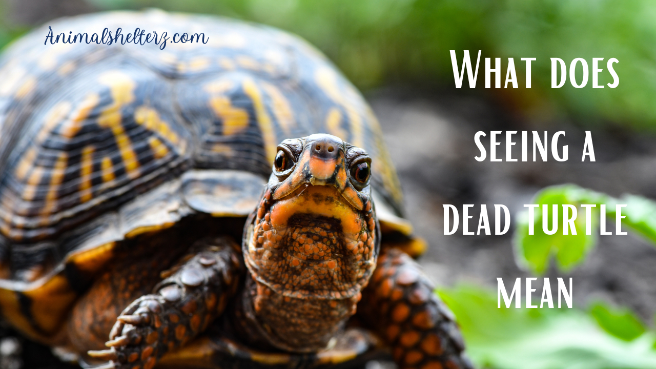 What does seeing a dead turtle mean