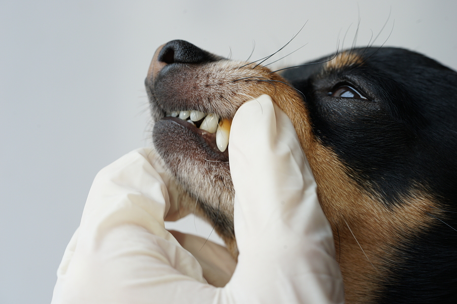 What happens if a dog loses a tooth?