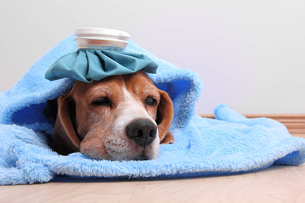 What helps a dog’s sick stomach?
