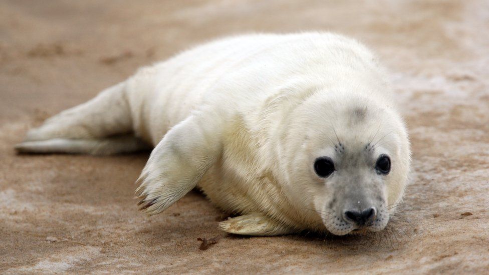 What is a sea puppy?