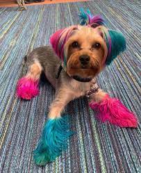 What is the best hair dye for dogs