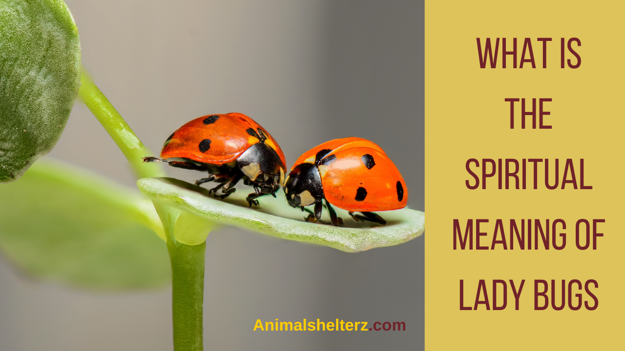 What is the spiritual meaning of lady bugs