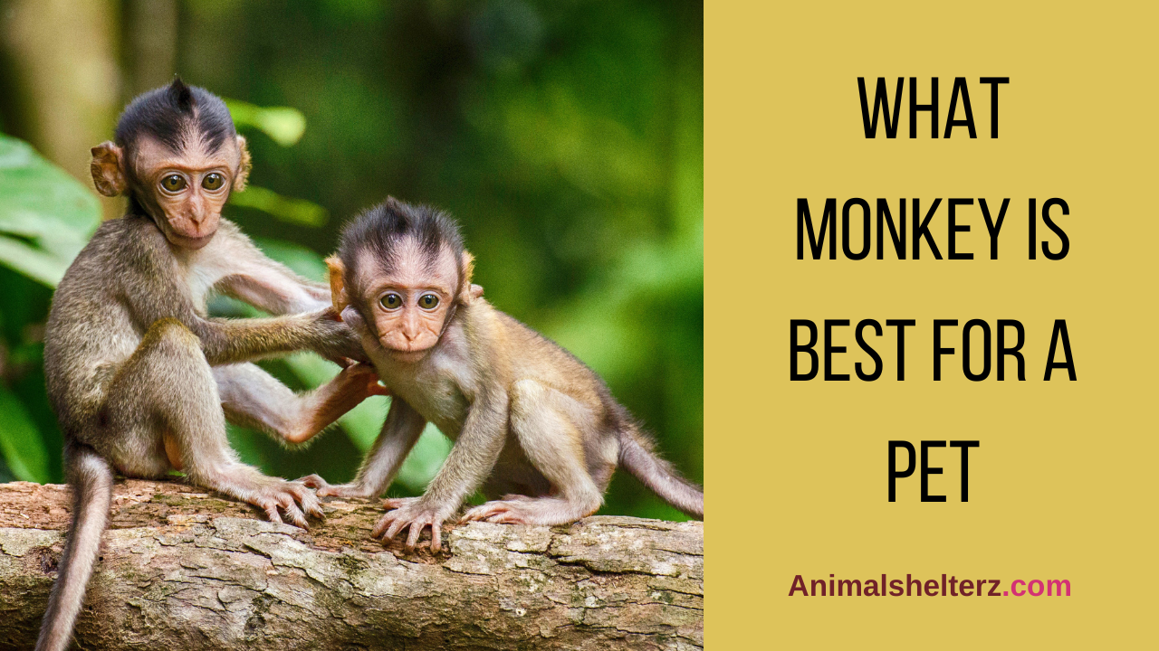 What monkey is best for a pet