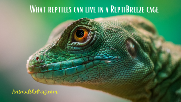 What reptiles can live in a ReptiBreeze cage?