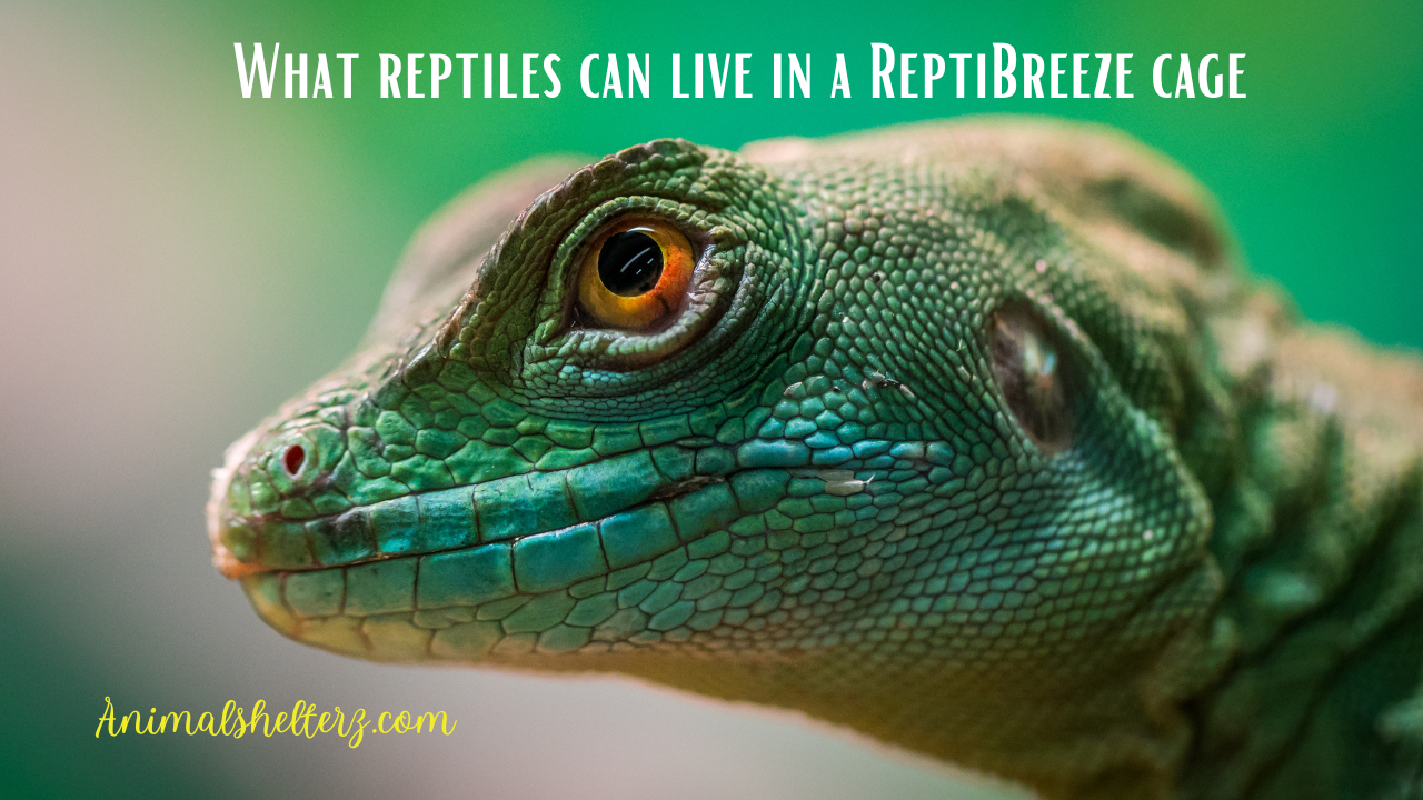 What reptiles can live in a ReptiBreeze cage