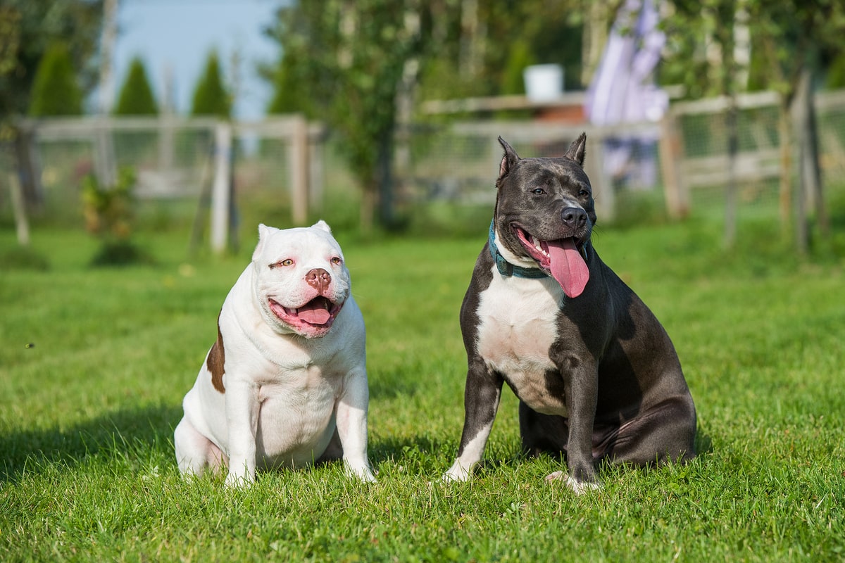 Which dogs can beat a pitbull?